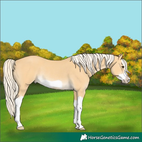 Horse Color:Palomino Splash Frame Rabicano 