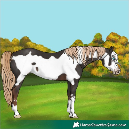 Horse Color:Liver Chestnut Frame 