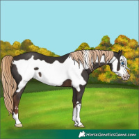 Horse Color:Liver Chestnut Frame 