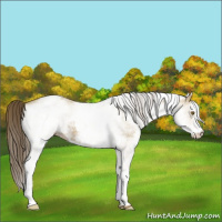 Horse Color:White Spotted Classic Cream Champagne 