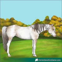 Horse Color:White Spotted Classic Cream Champagne
