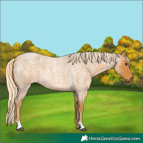 Horse Color:Palomino Roan 