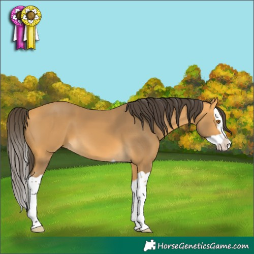 Horse Color:Buckskin Splash 