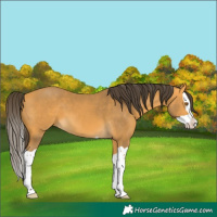 Horse Color:Buckskin Splash 