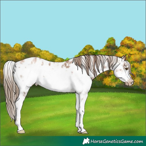 Horse Color:Liver Chestnut Pearl Sabino Frame Appaloosa 