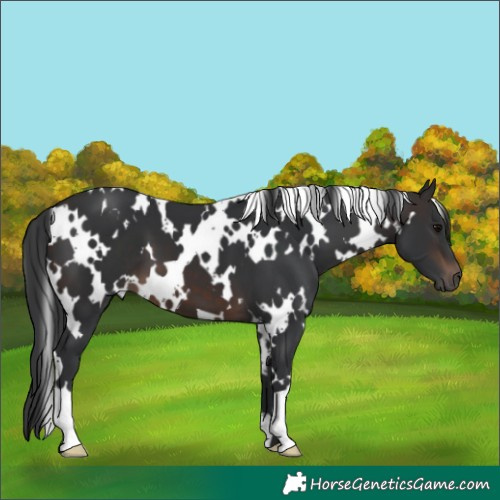 Horse Color:White Spotted Brown