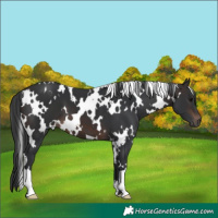 Horse Color:White Spotted Brown 