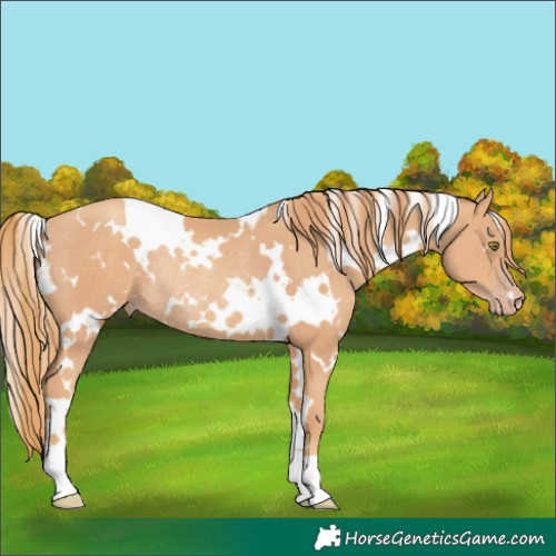 Horse Color:White Spotted Gold Champagne Rabicano 