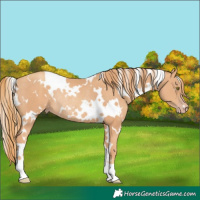 Horse Color:White Spotted Gold Champagne Rabicano