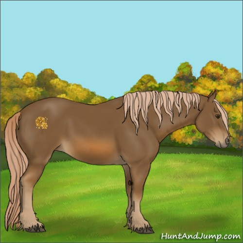 Horse Color:Chocolate Palomino 