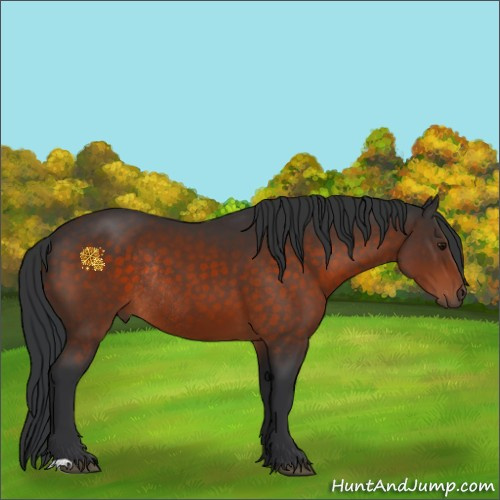 Horse Color:Brown Rabicano 
