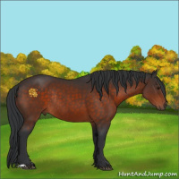 Horse Color:Brown Rabicano 