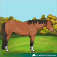 Horse Color:Bay  and Bay 