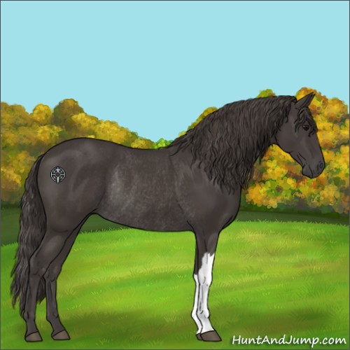 Horse Color:Smoky Black Rabicano 