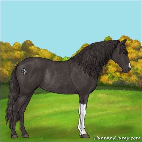 Horse Color:Smoky Black Rabicano 