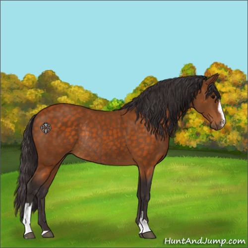 Horse Color:Buckskin Sabino Rabicano 