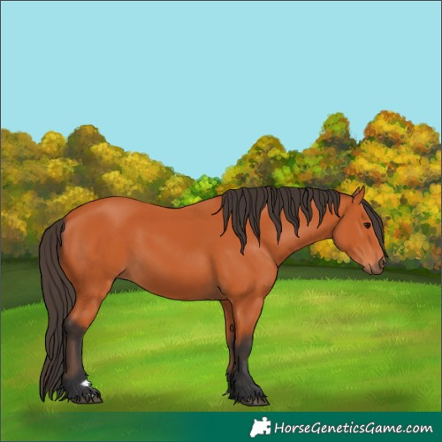 Horse Color:Bay 