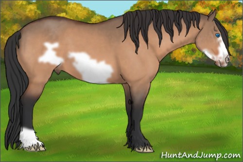 Horse Color:Bay Dun Frame 
