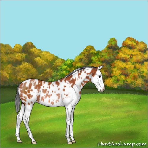 Horse Color:White Spotted Bay Splash Appaloosa Rabicano 