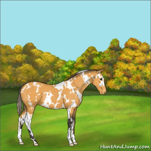 Horse Color:White Spotted Buckskin Appaloosa 