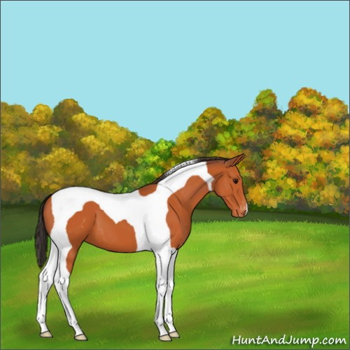 Horse Color:Bay Tobiano Appaloosa 