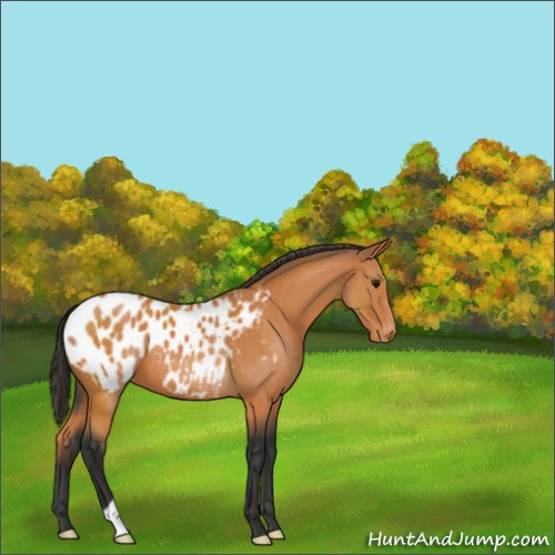 Horse Color:Bay Appaloosa 