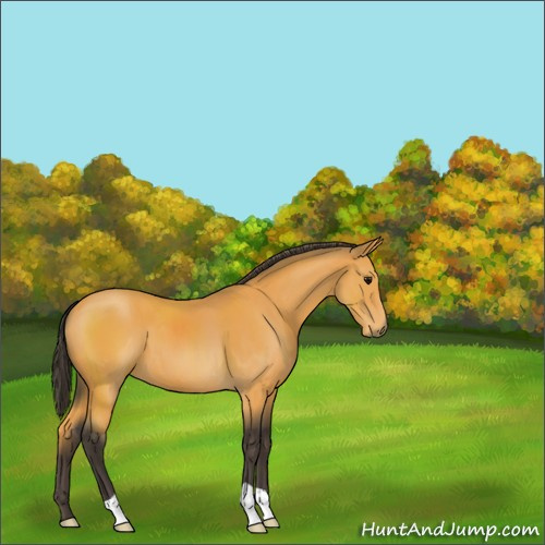 Horse Color:Buckskin 