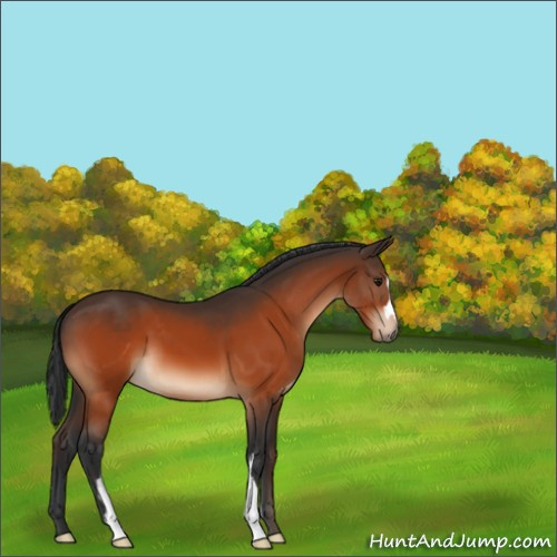 Horse Color:Bay 