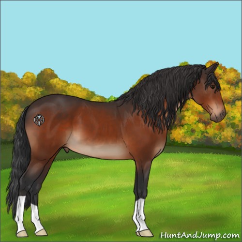 Horse Color:Bay 
