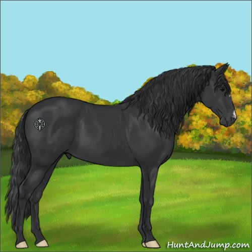 Horse Color:Black 