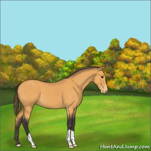 Horse Color:Buckskin Appaloosa 