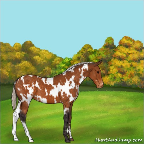 Horse Color:White Spotted Silver Buckskin Appaloosa 