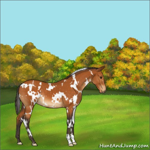 Horse Color:White Spotted Buckskin 