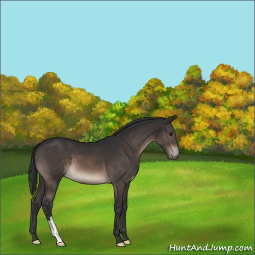Horse Color:Brown 
