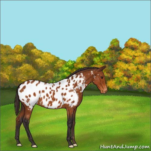 Horse Color:Buckskin Appaloosa 