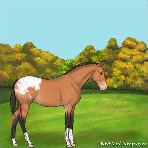 Horse Color:Bay Appaloosa 