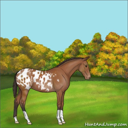 Horse Color:Bay Appaloosa 
