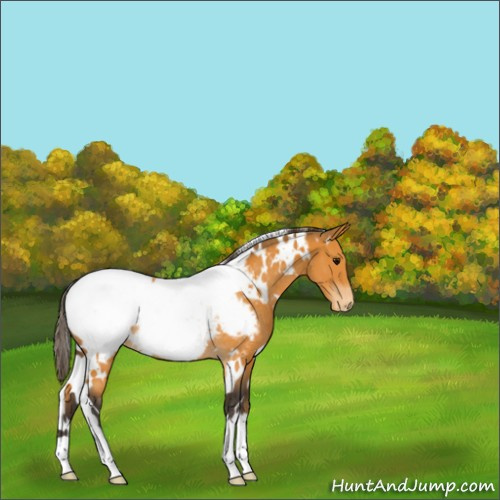 Horse Color:White Spotted Buckskin Appaloosa Rabicano 
