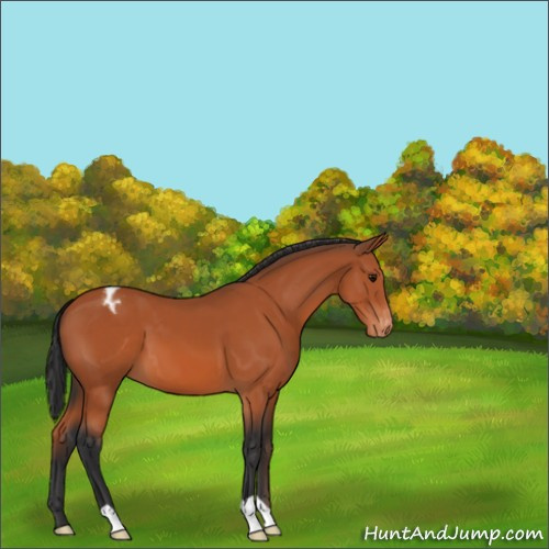 Horse Color:Bay Appaloosa 