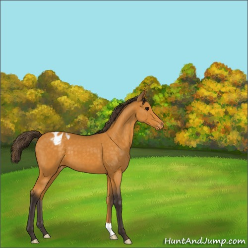 Horse Color:Buckskin Blanket 
