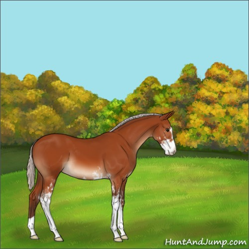 Horse Color:Silver Bay Sabino 