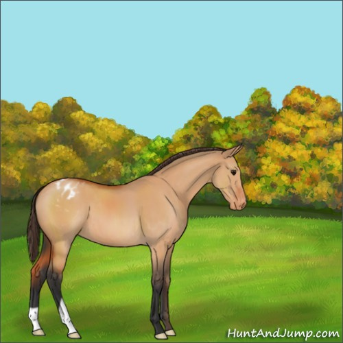 Horse Color:Bay Dun Appaloosa 