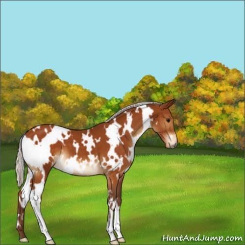 Horse Color:White Spotted Silver Buckskin 