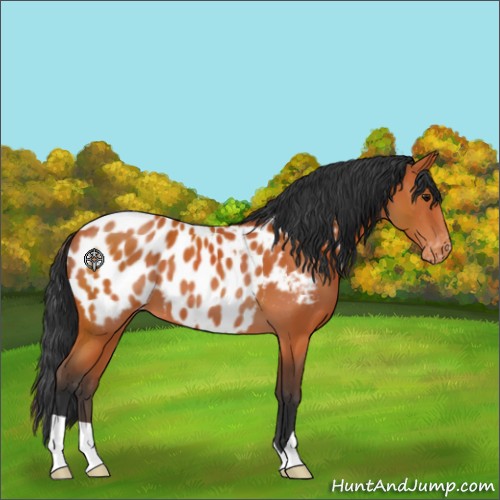 Horse Color:Bay Appaloosa 