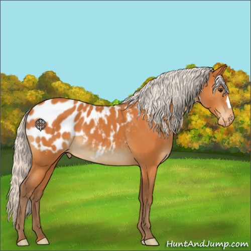 Horse Color:Silver Buckskin Appaloosa 