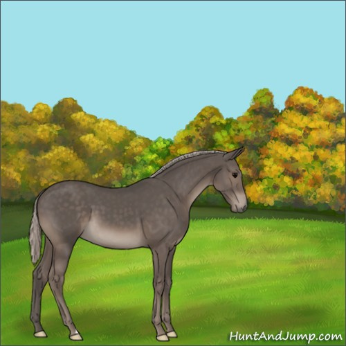 Horse Color:Silver Black 