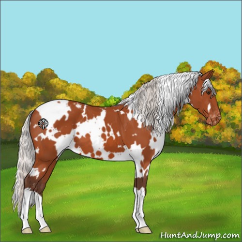 Horse Color:White Spotted Silver Brown Appaloosa 