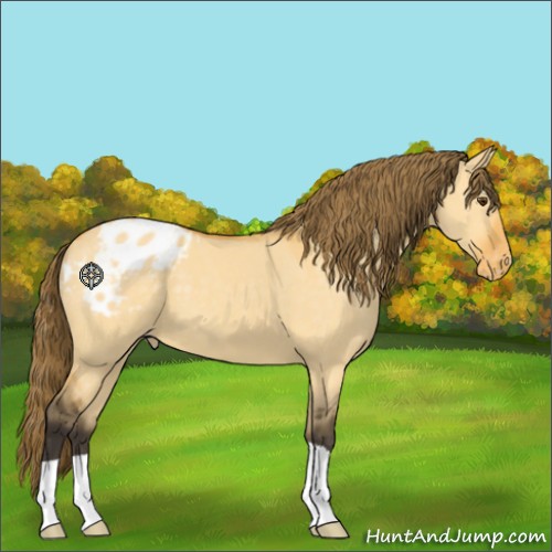 Horse Color:Buckskin Dun Appaloosa 
