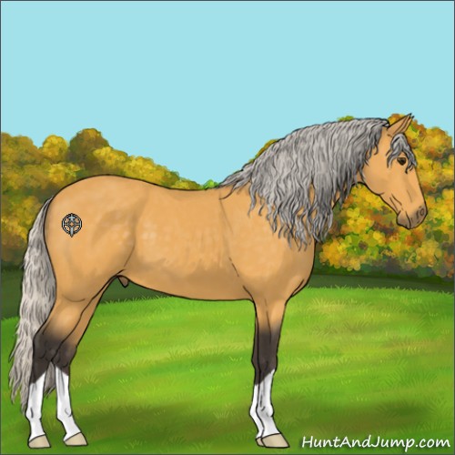 Horse Color:Silver Buckskin 