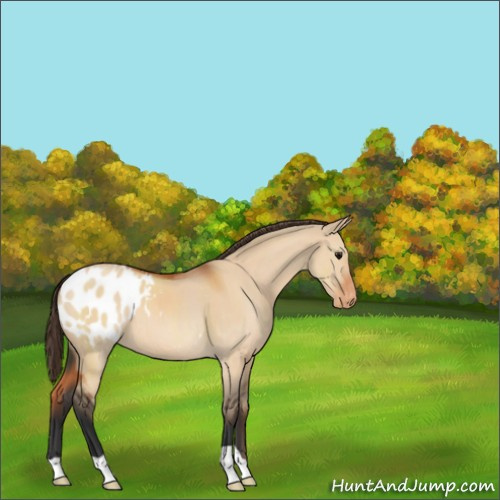 Horse Color:Bay Dun Appaloosa 